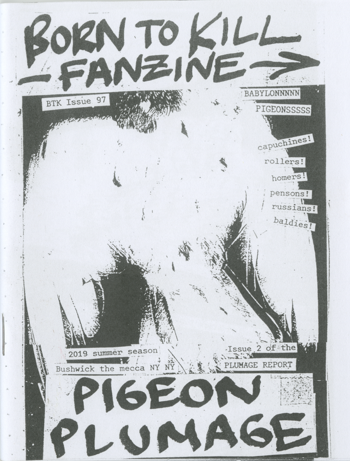 Pigeon Plumage
